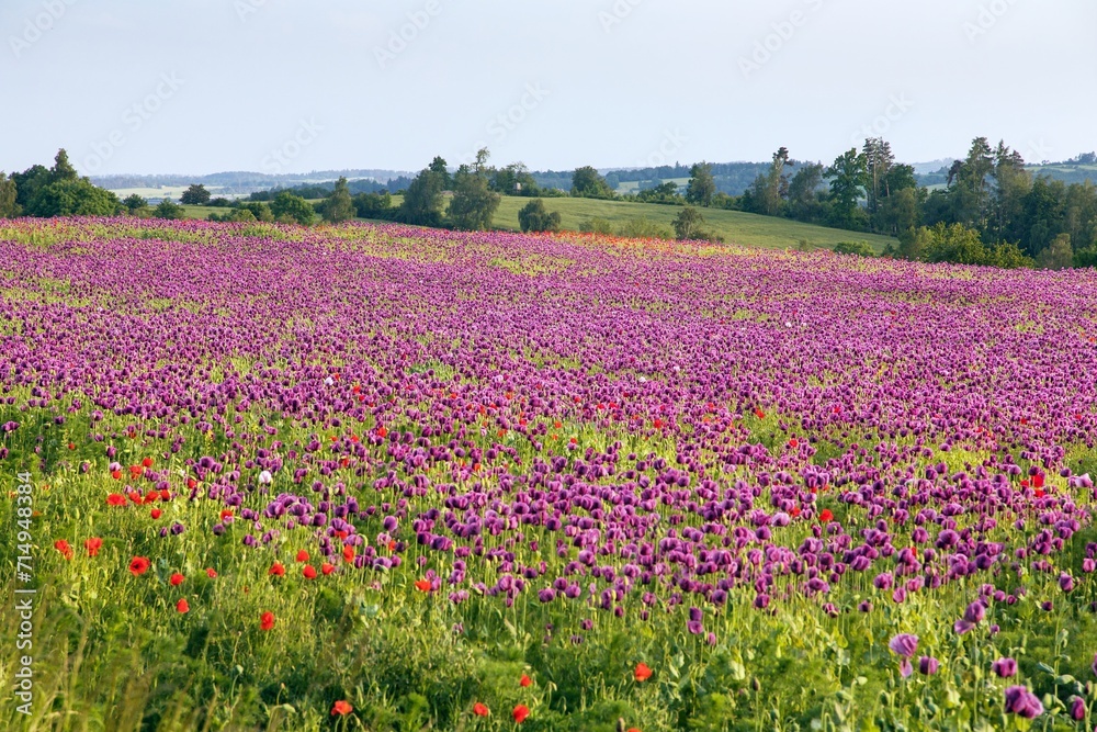 Flowering opium poppy field, in Latin papaver somniferum Flowering opium poppy field, in Latin papaver somniferum