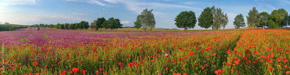 purple colored opium poppy field weeded with red poppies purple colored opium poppy field weeded with red poppies