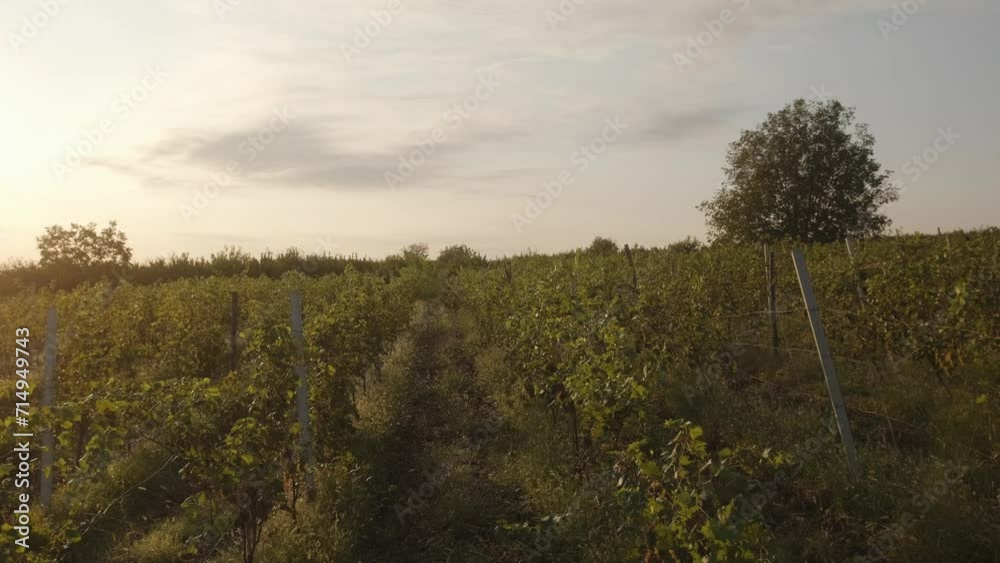 The branches of grapes, illuminated by the dawn sun. The branches of grapes, illuminated by the dawn sun.