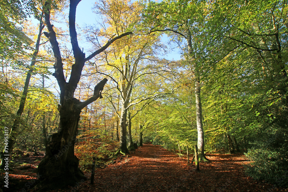 Decoy Country Park, Devon in Autumn Decoy Country Park, Devon in Autumn