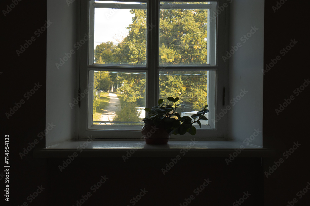 There is a single flower on the old window. A flower in a pot on the windowsill. There is an alley of lime trees outside the window with a flower.
