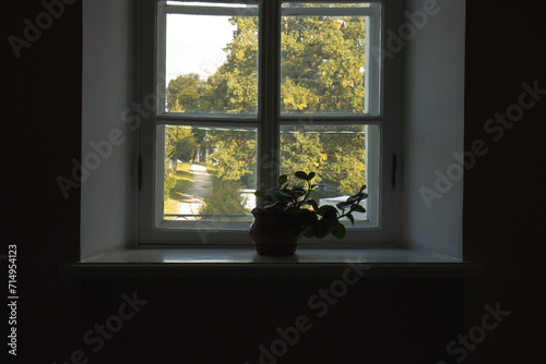 Fototapeta Naklejka Na Ścianę i Meble -  There is a single flower on the old window. A flower in a pot on the windowsill. There is an alley of lime trees outside the window with a flower.