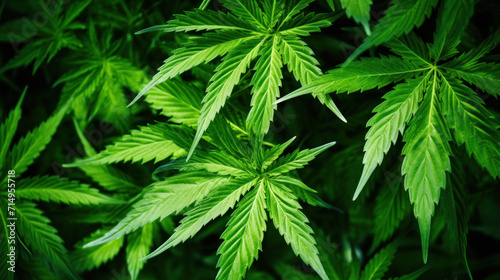 Lush Green Cannabis Leaves in Organic Farm