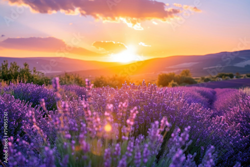 A mesmerizing view of a lavender field during the golden hour of sunset © Veniamin Kraskov