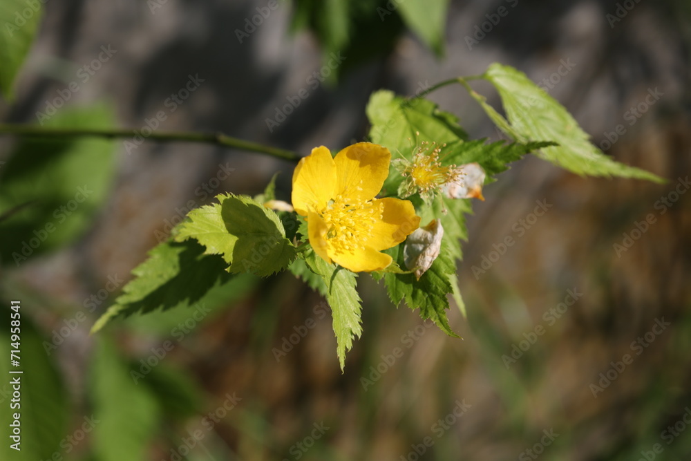 Flower of a yellow anemone (Anemone pratensis)