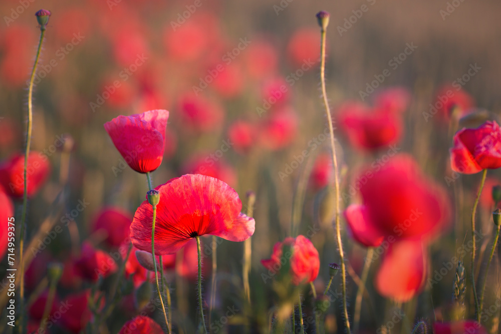 Obraz premium Poppy field on sun set close up