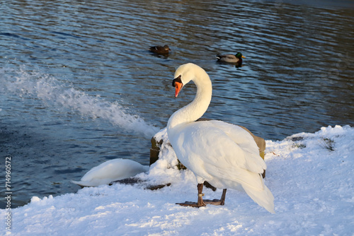 Fototapeta Naklejka Na Ścianę i Meble -  swan on the water