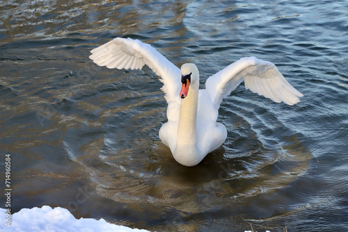 Fototapeta Naklejka Na Ścianę i Meble -  white swan in the water