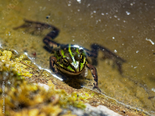 Frog in water