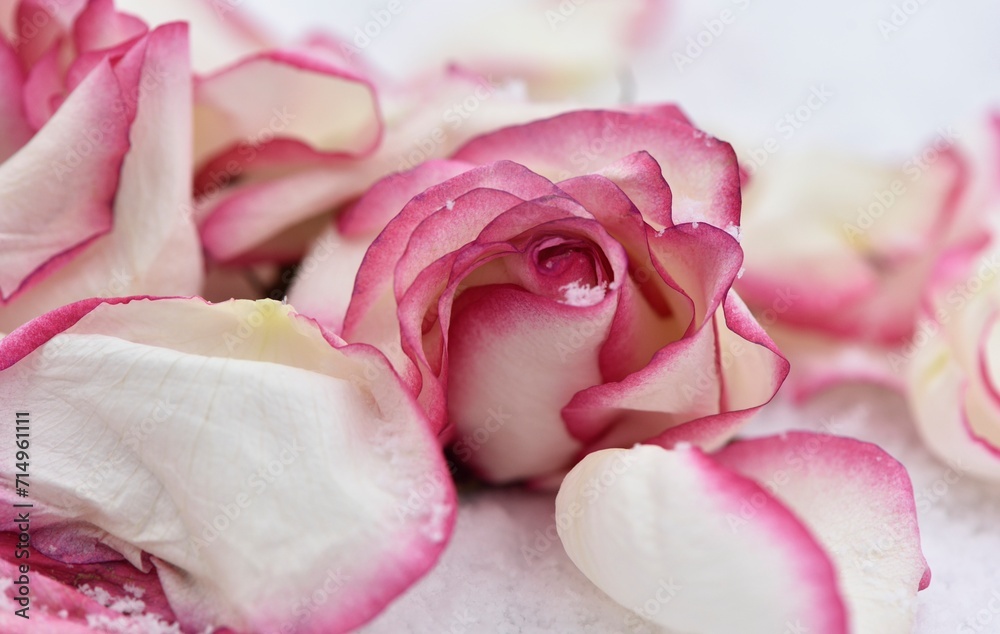 Fototapeta premium Rose en coupe