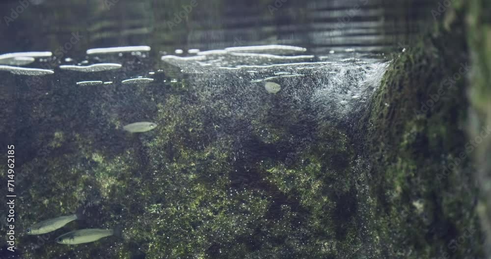 Small aquarium fish swim in air bubbles. Enriching water of large aquarium with air pump that provides oxygen. Clear fresh pet fish environment. Healthy underwater microclimate of artificial fish tank Small aquarium fish swim in air bubbles. Enriching water of large aquarium with air pump that provides oxygen. Clear fresh pet fish environment. Healthy underwater microclimate of artificial fish tank