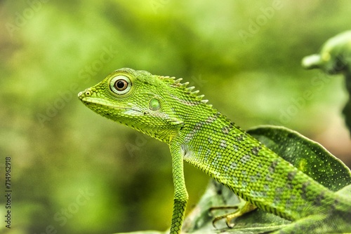 green crested lizard on leaf