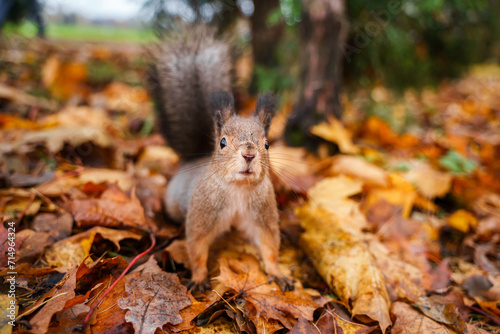 A squirrel in an autumn park with foliage