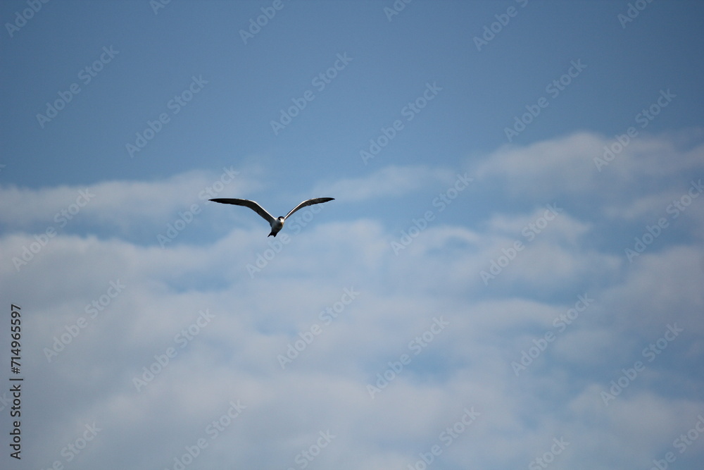 Seagulls Soaring in the Blue Sky Above the Ocean, Embracing Freedom and Nature's Beauty Seagulls Soaring in the Blue Sky Above the Ocean, Embracing Freedom and Nature's Beauty