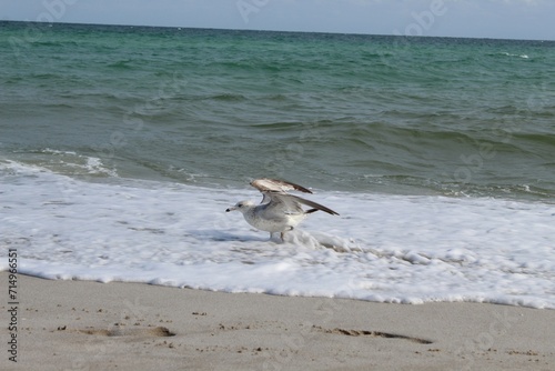 Seagulls on the ocean beach