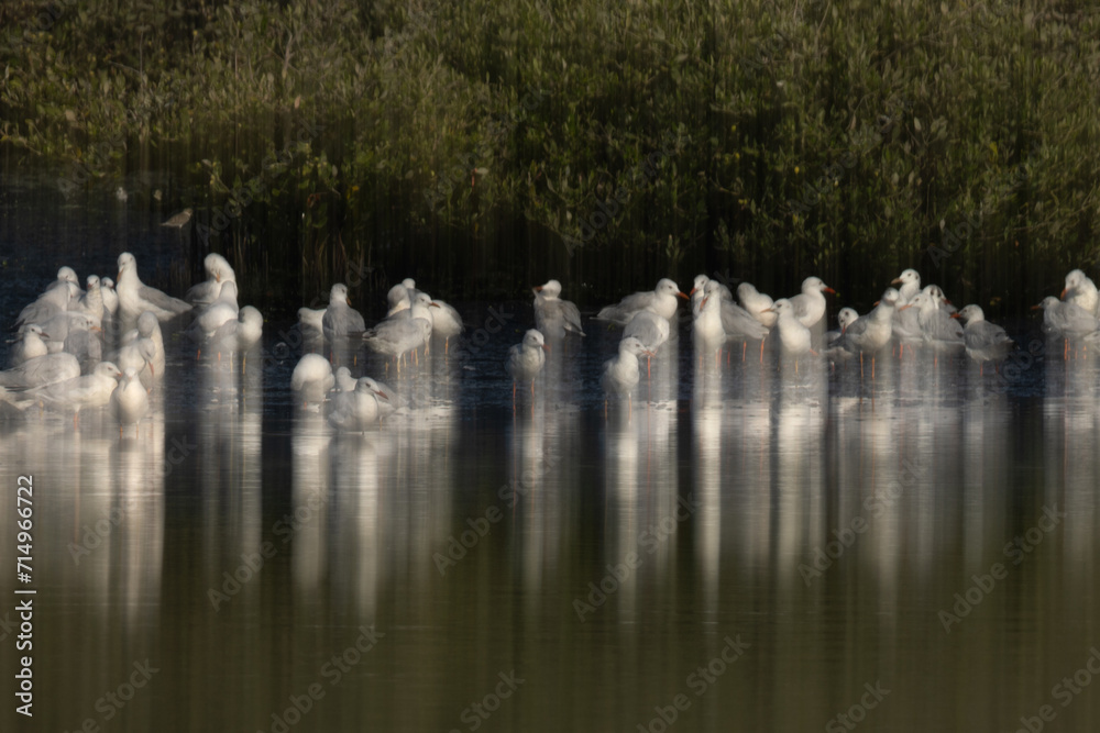 Sender-billed seagulls perched near mangroves, a vertical panning shot, Tubli bay, Bahrain