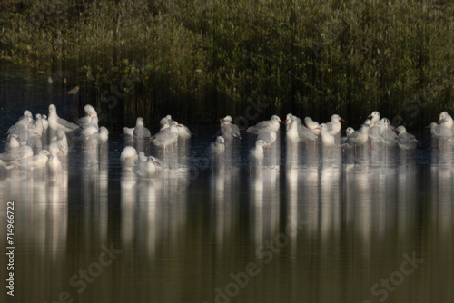 Sender-billed seagulls perched near mangroves, a vertical panning shot, Tubli bay, Bahrain