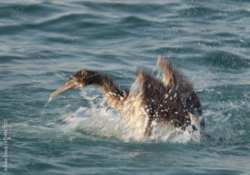 Motion blur image of Socotra cormorant bathing at Busaiteen coast, Bahrain