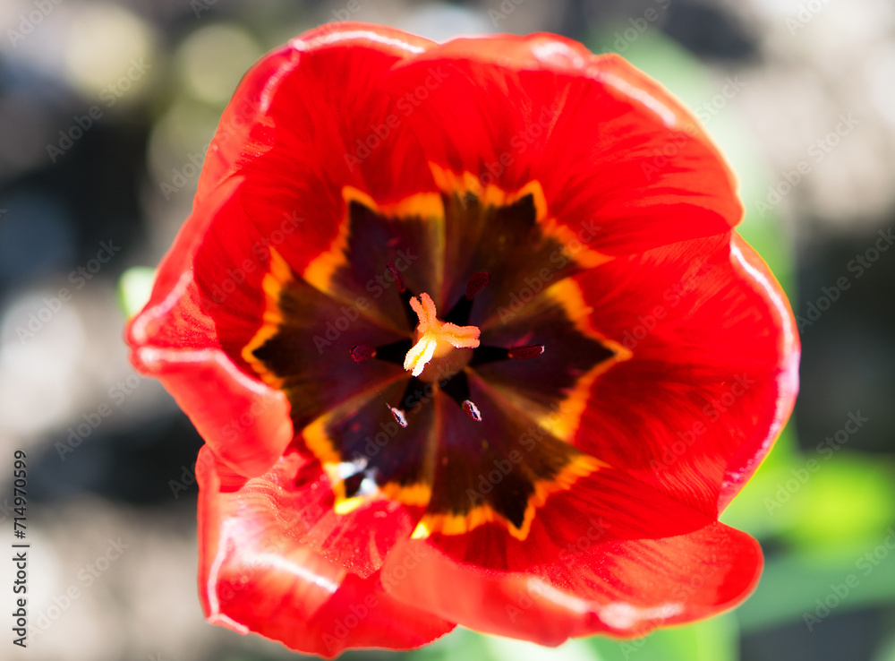 red tulip. the concept of growing flowers. open. festive spring background. flowers in the flowerbed, field tulips. space for text, close-up. spring flowers in the garden. inside a flower, top view