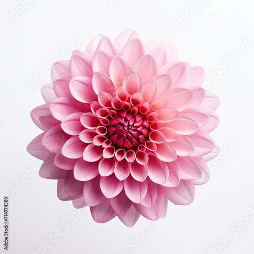 Flower vast in pink color isolated on white background  Pink Dahlia macro flower