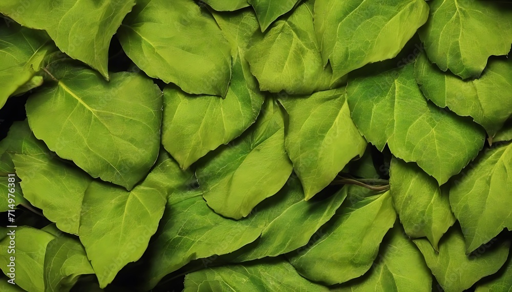 Fototapeta premium green leaves background