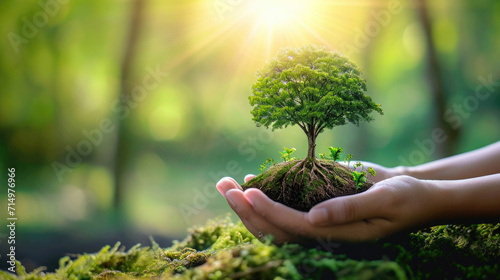 small green tree in hands, close-up, sunlight