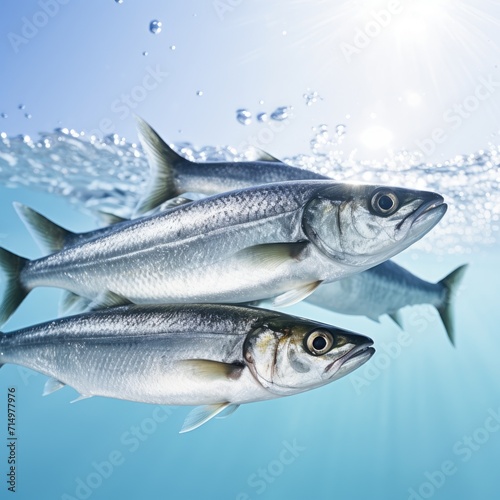 Herring fish in lake water