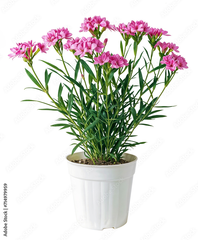 PNG Pink chrysanthemum blossoms in a potted garden, surrounded by vibrant flowers and lush greenery, creating a colorful and vibrant floral display PNG Pink chrysanthemum blossoms in a potted garden, surrounded by vibrant flowers and lush greenery, creating a colorful and vibrant floral display