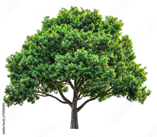 high quality tree PNG transparent, generative AI
