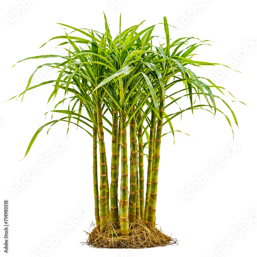 sugar cane plant group, PNG transparent design for drag and drop, generative AI