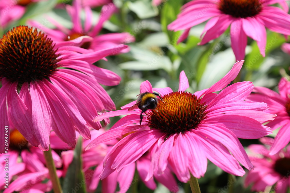 Bumblebee on Echinacea purpurea or coneflower Bumblebee on Echinacea purpurea or coneflower