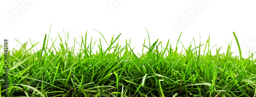 Lush green grass with transparent background, ideal for natural scenes and design elements. High-quality PNG.