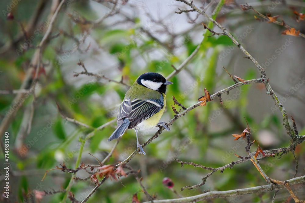 Great tit sitting on a tree branch Great tit sitting on a tree branch
