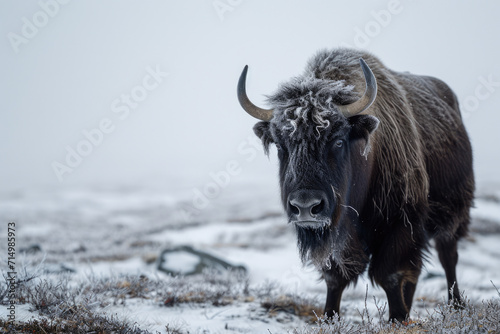 Portrait of a black yak (Bison bonasus) in winter, Iceland. photo