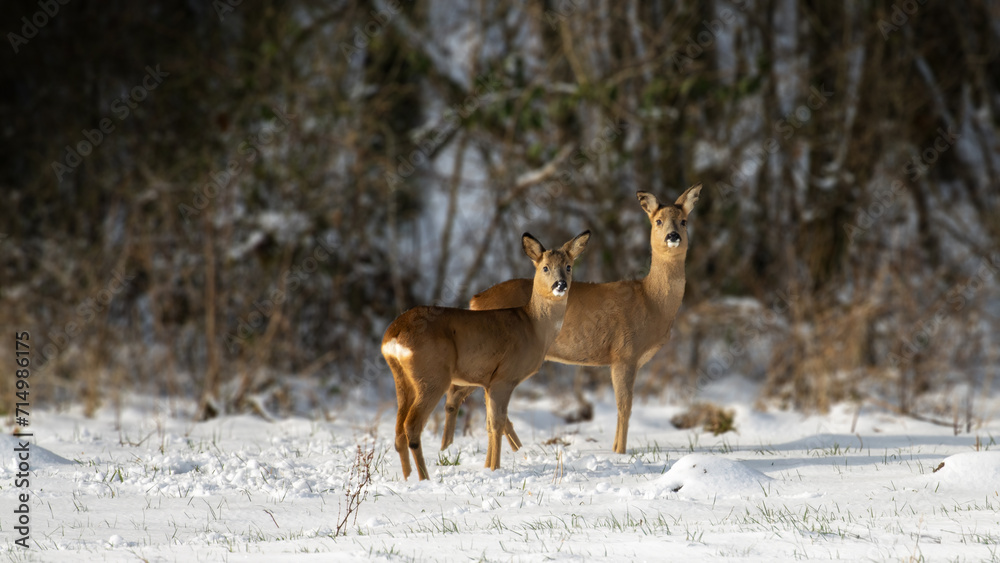 Reh im Winter auf der Lichtung bei Schnee mit Wald im Hintergrund, zwei Rehe, Rehwild Reh im Winter auf der Lichtung bei Schnee mit Wald im Hintergrund, zwei Rehe, Rehwild