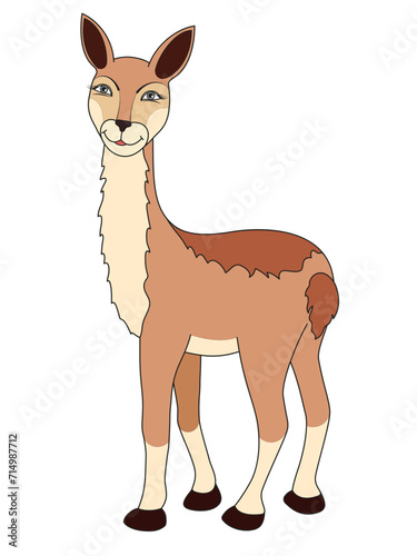 Cute vicuna isolated on white background. Vector illustration.