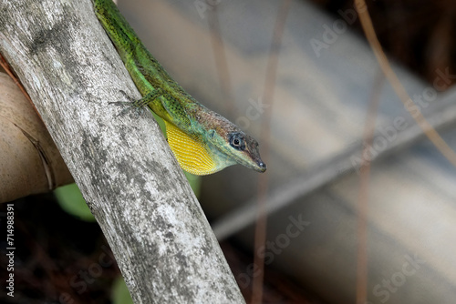 Male Barbados green anole with yellow dewlap photo