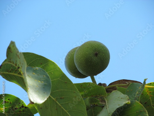 pear on tree