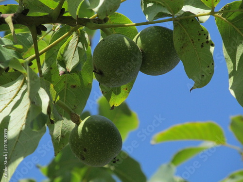 figs on tree