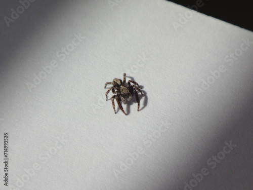 Slika na platnu Male fleecy jumping spider (Pseudeuophrys lanigera) on white sheet of paper