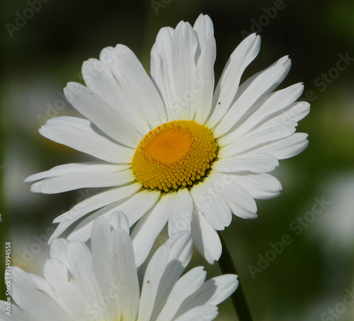 daisy flower closeup