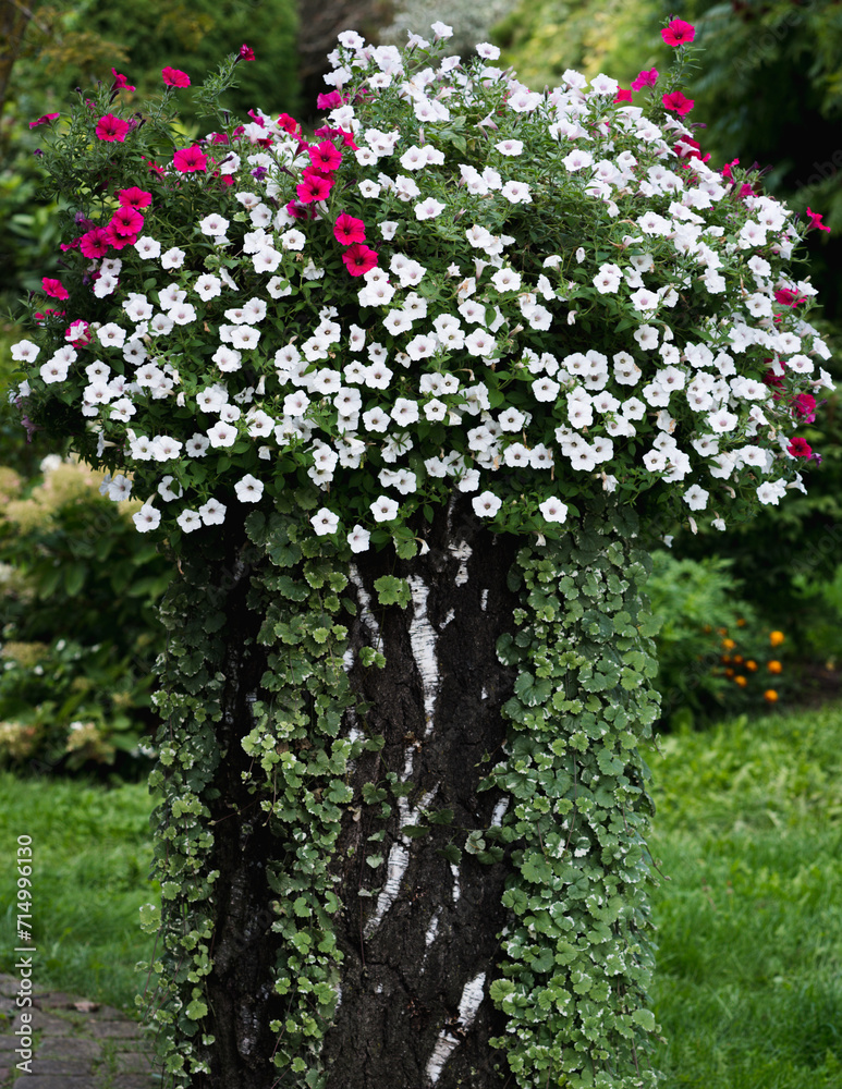 Fototapeta premium Petunia flowers composition in a flower pot in the garden in summer, September; selective focus.