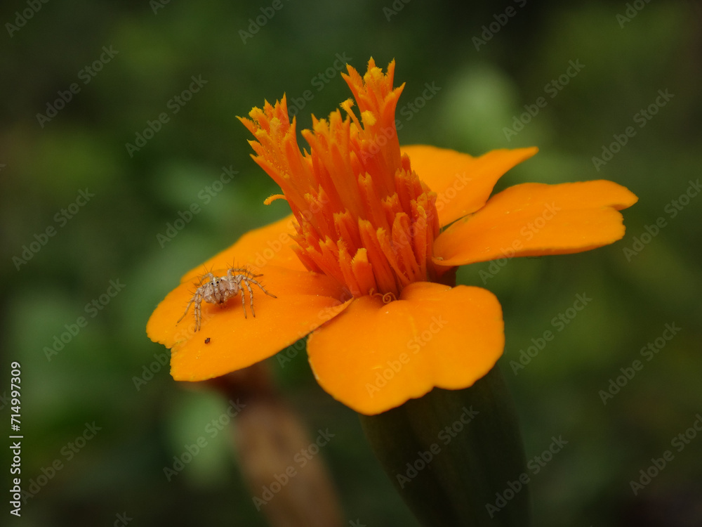 Small, young female of lynx spider (Oxyopes lineatus) sitting on a bright orange marigold flower Small, young female of lynx spider (Oxyopes lineatus) sitting on a bright orange marigold flower