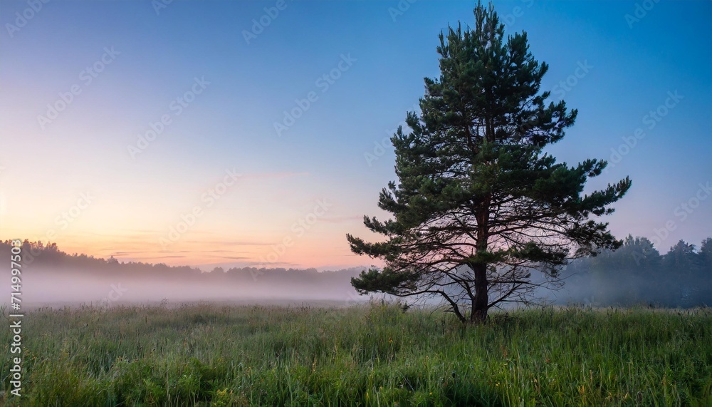 pine tree in a clearing in the evening fog