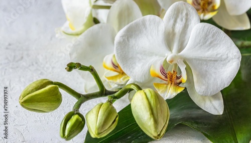 white orchid flowers with buds on a white background