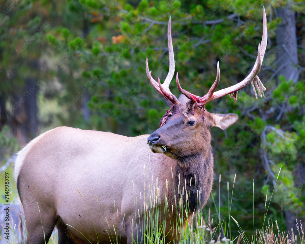 Rocky Mountain elk shedding its antler velvet, , seen in the wild in Wyoming Rocky Mountain elk shedding its antler velvet, , seen in the wild in Wyoming