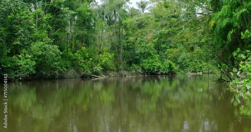 Magical river in Yasuni National Park is a symphony of nature. Magical river in Yasuni National Park is a symphony of nature.