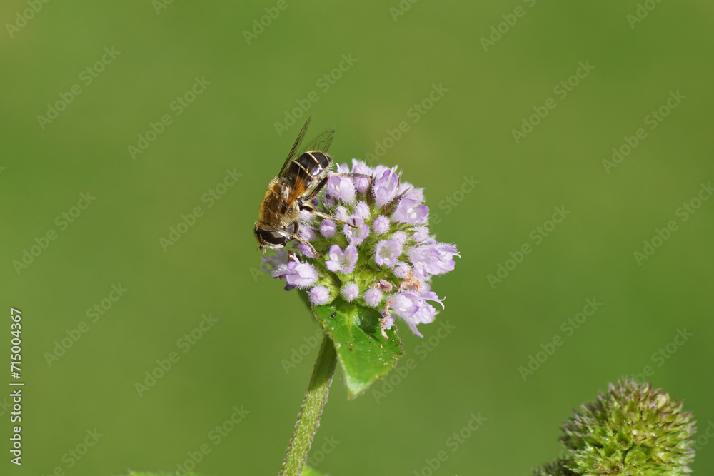 Female Stripe-faced Drone Fly, Eristalis nemorum, family Syrphidae. Flowering water mint (Mentha aquatica), mint family Lamiaceae. Summer, September, Dutch garden Female Stripe-faced Drone Fly, Eristalis nemorum, family Syrphidae. Flowering water mint (Mentha aquatica), mint family Lamiaceae. Summer, September, Dutch garden