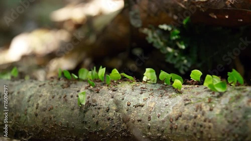 Movement of Ants around tree trunk in Amazon Rainforest. photo