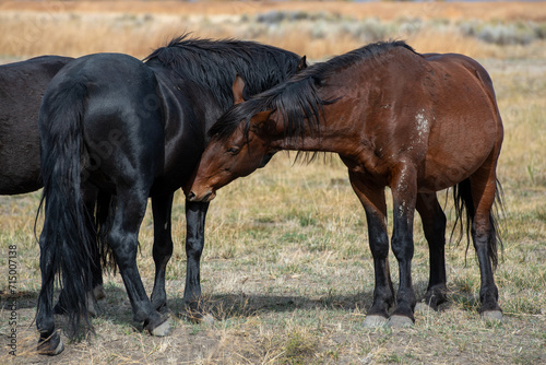Fototapeta Naklejka Na Ścianę i Meble -  Mustangs in high desert in Nevada, USA (Washoe Lake), featuring bay color and black color horses interacting and sniffing one another